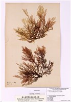 藏品(櫛齒藻)的圖片